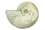 Silver Iridescent Ammonite (Cleoniceras) Fossil - Madagascar #327734-1